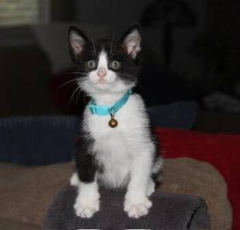 PHIL -  Domestic Short Hair Cat for Adoption in Tustin, California - PHIL | PetCurious
