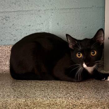Domestic Short Hair Cats Available for Adoption in Sarasota, Florida - Yue | PetCurious