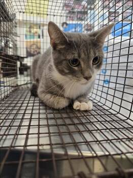 Rescue Domestic Short Hair Cats for Adoption in Houston, Texas - TENNESSEE | PetCurious