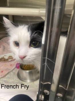 Domestic Long Hair and Domestic Short Hair Cats Available for Adoption in Hobart, Indiana - French Fry | PetCurious