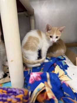 WEDDELL SEAL -  Domestic Short Hair Cat for Adoption in Omaha, Nebraska - WEDDELL SEAL | PetCurious