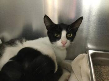 A1919986 -  Domestic Short Hair Cat for Adoption in Thousand Palms, California - A1919986 | PetCurious