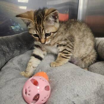 Dempsey -  Domestic Short Hair Cat for Adoption in Grantsville, Utah - Dempsey | PetCurious