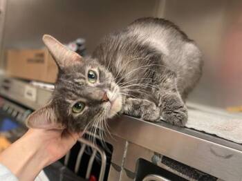 DEBORAH -  Domestic Short Hair Cat for Adoption in Fort Wayne, Indiana - DEBORAH | PetCurious