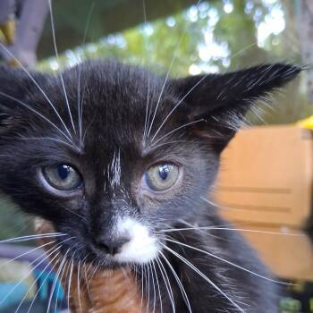 Vivian AFAH-Stray-12993 -  Domestic Short Hair Cat for Adoption in Volcano, Hawaii - Vivian AFAH-Stray-12993 | PetCurious