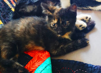 Rescue Domestic Short Hair Cats for Adoption in Brownsville, Pennsylvania - Winnie | PetCurious