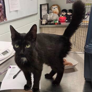Ember -  Domestic Medium Hair Cat for Adoption in Chattanooga, Tennessee - Ember | PetCurious