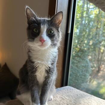 Ollie (bonded with Olive) -  Domestic Medium Hair Cat for Adoption in Sandy Springs, Georgia - Ollie (bonded With Olive) | PetCurious