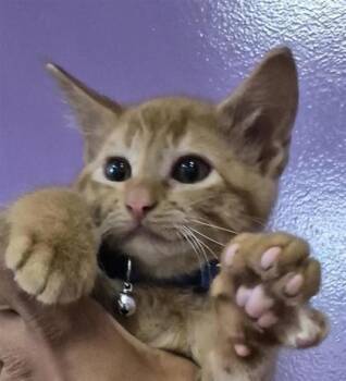 61486281 -  Domestic Short Hair Cat for Adoption in El Paso, Texas - 61486281 | PetCurious