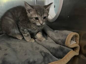 BLUE MESA -  Domestic Short Hair Cat for Adoption in Antioch, California - BLUE MESA | PetCurious