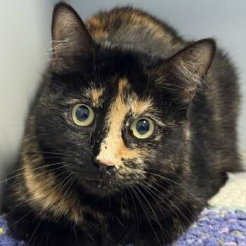 Cappuccino -  Domestic Short Hair Cat for Adoption in Lansing, Michigan - Cappuccino | PetCurious