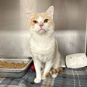 Rescue Domestic Short Hair Cats for Adoption in Beaumont, Texas - October | PetCurious