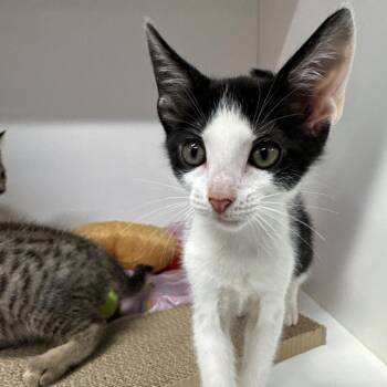 Longan -  Domestic Short Hair Cat for Adoption in Clearwater, Florida - Longan | PetCurious
