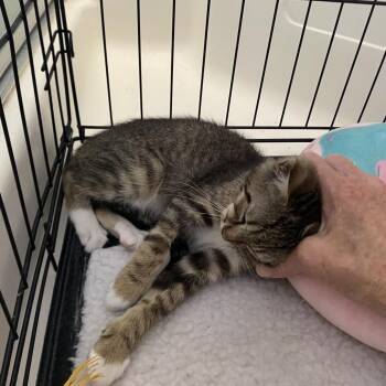 Janet -  Domestic Short Hair Cat for Adoption in Tustin, California - Janet | PetCurious