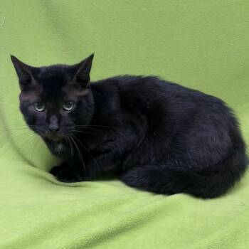 Boris -  Domestic Short Hair Cat for Adoption in Valdosta, Georgia - Boris | PetCurious