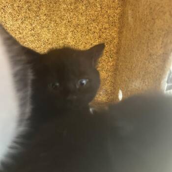 Binky -  Domestic Short Hair Cat for Adoption in Philadelphia, Pennsylvania - Binky | PetCurious