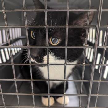 Domestic Short Hair Cats Available for Adoption in Charlottesville, Virginia - Waffle | PetCurious