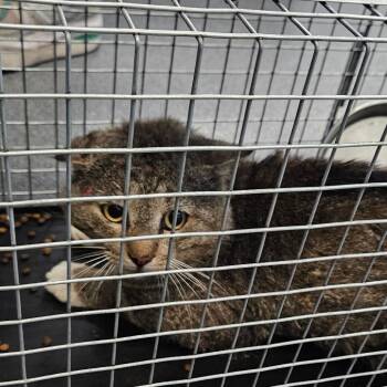 Domestic Short Hair Cats Available for Adoption in Montgomery, Alabama - Tomboi | PetCurious