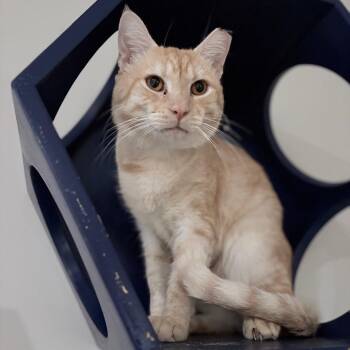 Felix -  Domestic Short Hair Cat for Adoption in Nashville, Tennessee - Felix | PetCurious