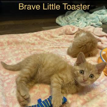 Brave Little Toaster -  Domestic Short Hair Cat for Adoption in Bentonville, Arkansas - Brave Little Toaster | PetCurious