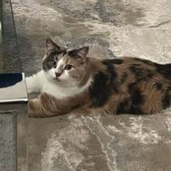 Jane -  Domestic Short Hair Cat for Adoption in Houston, Texas - Jane | PetCurious