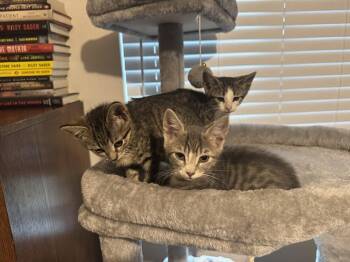 Carina -  Domestic Short Hair Cat for Adoption in Lafayette, Colorado - Carina | PetCurious