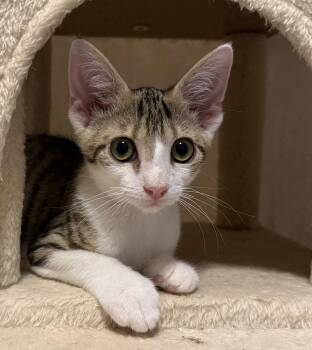 Latte -  Domestic Short Hair Cat for Adoption in Oviedo, Florida - Latte | PetCurious