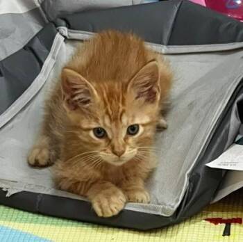 Chorizo -  Domestic Short Hair Cat for Adoption in Hobart, Indiana - Chorizo | PetCurious