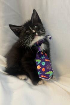 Domestic Short Hair Cats Available for Adoption in Margate, Florida - MELAK | PetCurious