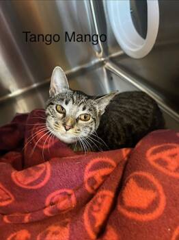 Rescue Domestic Short Hair Cats for Adoption in Knoxville, Tennessee - Tango Mango | PetCurious