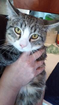Rescue Domestic Medium Hair Cats for Adoption in New York, New York - Thor N - Super Friendly! | PetCurious
