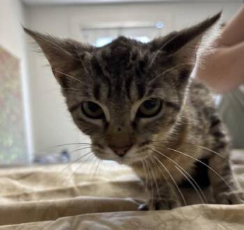 Anise -  Domestic Short Hair Cat for Adoption in San Antonio, Texas - Anise | PetCurious