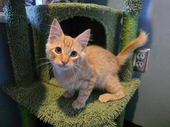 TOBY -  Domestic Medium Hair Cat for Adoption in Santa Clara, California - TOBY | PetCurious