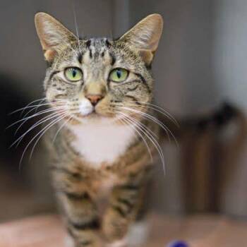 Stella May -  Domestic Short Hair Cat for Adoption in Atlanta, Georgia - Stella May | PetCurious