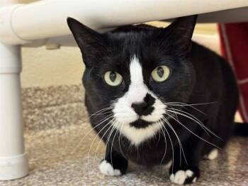 Domestic Short Hair Cats Available for Adoption in Pueblo, Colorado - EKKO BEANS | PetCurious