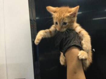 Domestic Short Hair Cats Available for Adoption in Thousand Palms, California - A1917892 | PetCurious