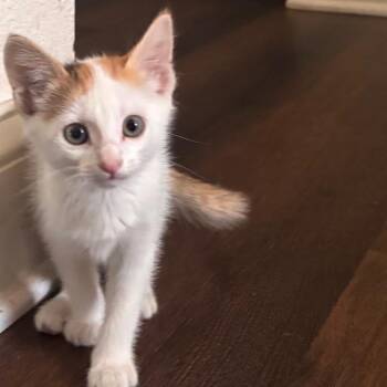 Clarion -  Domestic Short Hair Cat for Adoption in Port Richey, Florida - Clarion | PetCurious