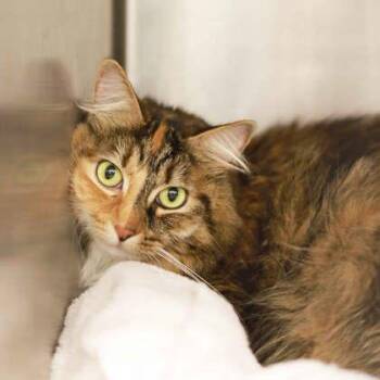 Domestic Long Hair Cats Available for Adoption in Atlanta, Georgia - Candy | PetCurious
