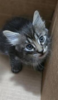 Domestic Medium Hair Cats Available for Adoption in Dallas, Texas - MOOSE | PetCurious