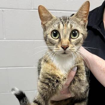 Serrano -  Domestic Short Hair Cat Available for Adoption in Lufkin, Texas - Serrano | PetCurious