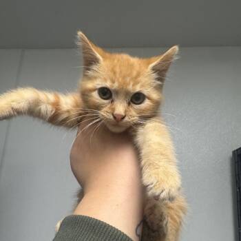 Rescue Domestic Short Hair Cats for Adoption in Shelbyville, Illinois - Female | PetCurious