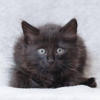 James -  Domestic Long Hair Cat for Adoption in Sunnyvale, California - James | PetCurious
