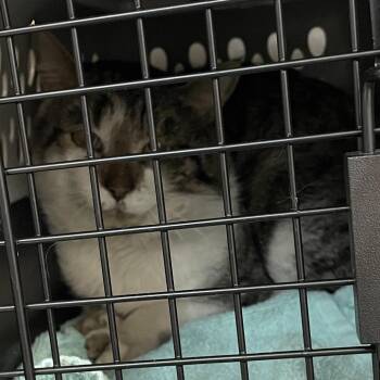 Domestic Short Hair Cats Available for Adoption in Port Charlotte, Florida - 0524-C26 | PetCurious