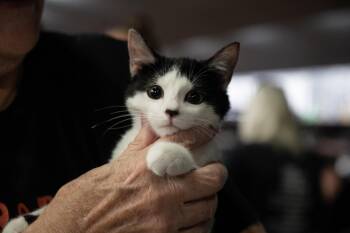 Rescue Domestic Short Hair Cats for Adoption in Austintown, Ohio - Sasha | PetCurious