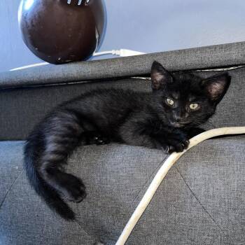 Scream cheez -  Domestic Short Hair Cat for Adoption in Fairport, New York - Scream Cheez | PetCurious