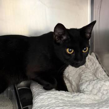 Raven -  Domestic Short Hair Cat for Adoption in Gloucester, Virginia - Raven | PetCurious