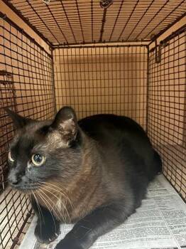 Gracie -  Burmese and Siamese Cat for Adoption in Austin, Texas - Gracie | PetCurious