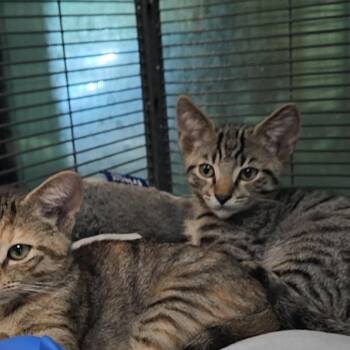 Pretty Boy -  Domestic Short Hair Cat for Adoption in Charleston, South Carolina - Pretty Boy | PetCurious