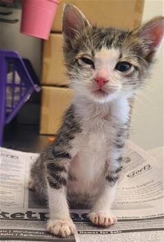 JELLYBEAN -  Domestic Short Hair Cat for Adoption in San Antonio, Texas - JELLYBEAN | PetCurious
