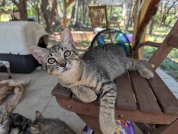 Slugger -  Domestic Short Hair Cat for Adoption in Fischer, Texas - Slugger | PetCurious